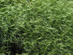 Paraleucobryum longifolium