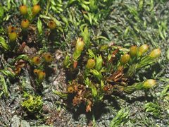 Orthotrichum stramineum