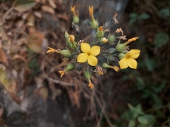 Kalanchoe integra