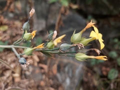 Kalanchoe integra