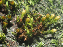 Orthotrichum stramineum
