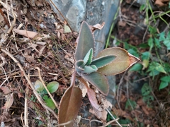 Kalanchoe integra