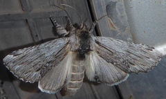 Ianassa coloradensis