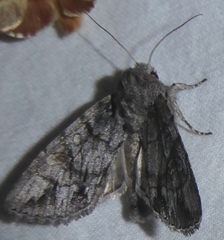 Andropolia diversilineata
