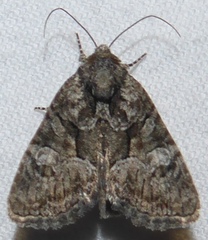 Neoligia subjuncta