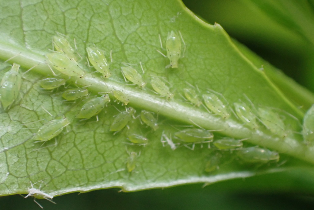 Strawberry Tree Aphid from Southland, Southland, New Zealand on ...