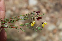 Aspalathus tenuissima