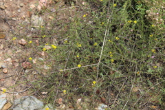 Aspalathus tenuissima