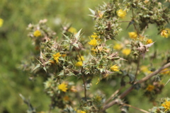 Berkheya onobromoides carlinoides