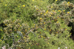 Berkheya onobromoides carlinoides