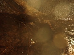 Pachyrhamma acanthocerum