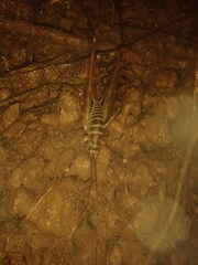 Pachyrhamma acanthocerum