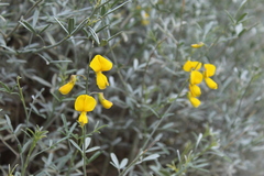 Calobota cytisoides