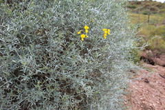 Calobota cytisoides
