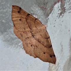 Rhinodia rostraria