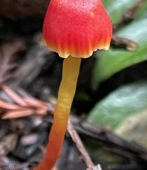Hygrocybe marchii