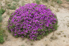 Drosanthemum crassum