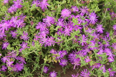 Drosanthemum crassum