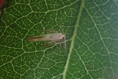 Stathmopoda horticola