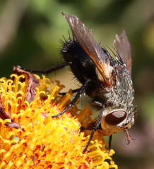 Archytas analis
