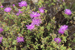 Drosanthemum fourcadei