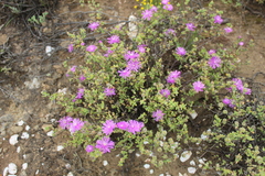 Drosanthemum fourcadei