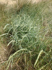 Elymus scabrifolius