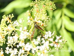 Phimenes flavopictus formosanus