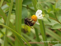Bombus trifasciatus