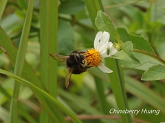 Bombus trifasciatus