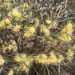 Hakea leucoptera leucoptera
