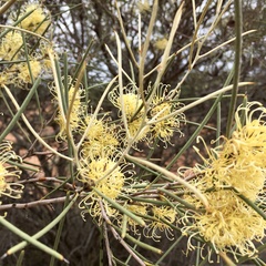 Hakea leucoptera leucoptera