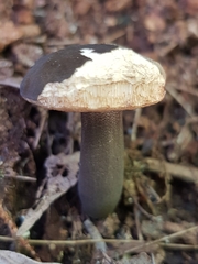 Tylopilus formosus