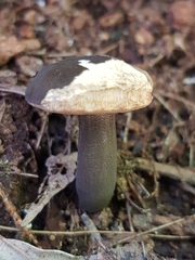 Tylopilus formosus