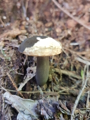 Tylopilus formosus