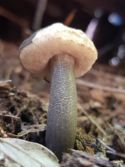 Tylopilus formosus