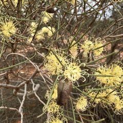 Hakea leucoptera leucoptera