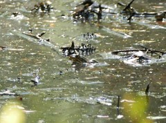 Lithobates sphenocephalus utricularius