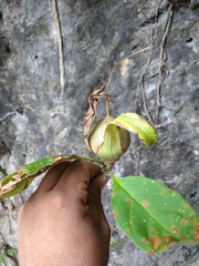 Solandra nizandensis