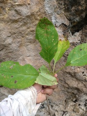 Solandra nizandensis