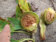 Solandra nizandensis