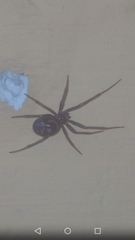 Steatoda grossa