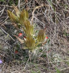 Escobaria missouriensis