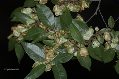 Ulmus lanceifolia