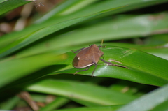 Basicryptus costalis