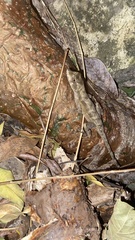 Anolis serranoi