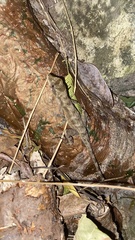 Anolis serranoi