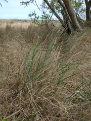 Elymus scabrifolius