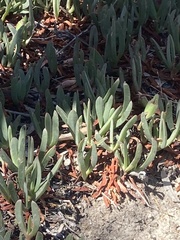 Carpobrotus modestus