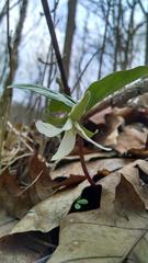 Trillium nivale